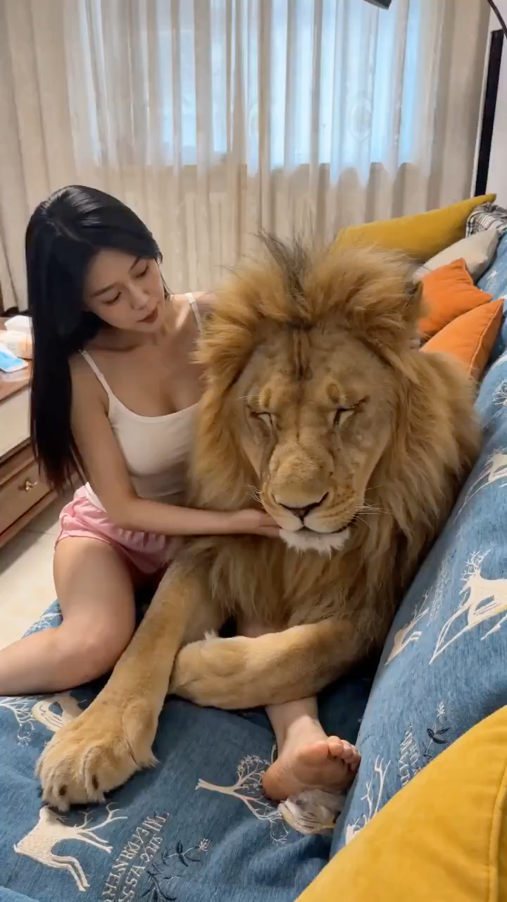 Cozy Lion Home Life
