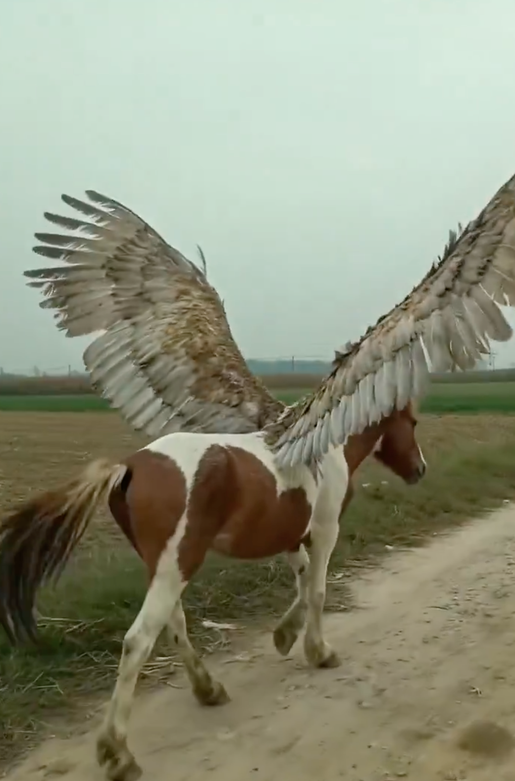 Rural Pegasus Phone Record