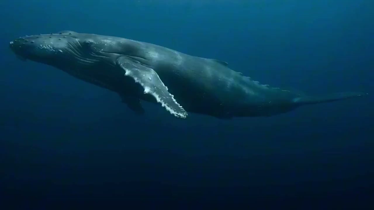 Deep Sea Whale Primal Majesty